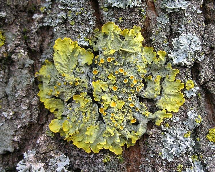 Xanthoria parietina su tronco di latifoglia